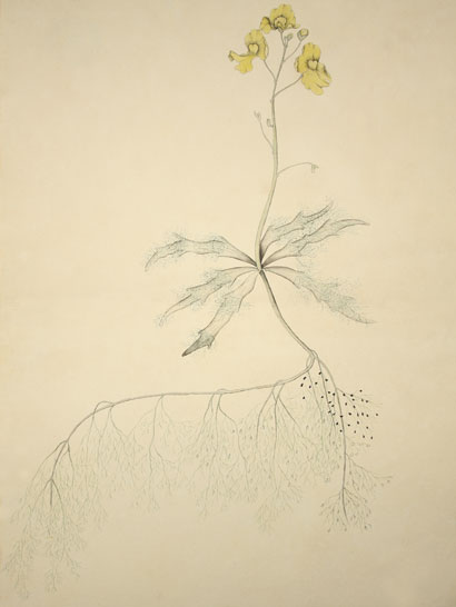 Utricularia_34